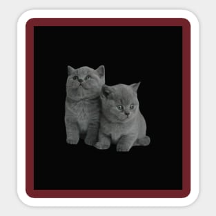 kittens on the black Sticker